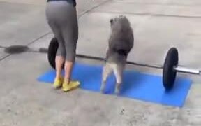 This Doggo Is The Best Workout Buddy - Fun - VIDEOTIME.COM