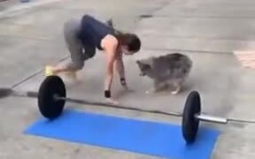 This Doggo Is The Best Workout Buddy - Fun - VIDEOTIME.COM