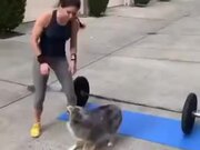 This Doggo Is The Best Workout Buddy