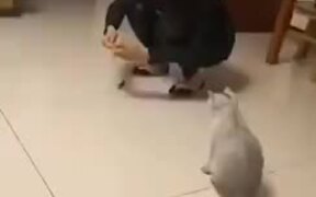 Cat's Literally Jumping Around Like A Kangaroo - Animals - VIDEOTIME.COM