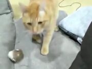 Cat's Begging To Play Fetch