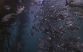 Kelp Forest - Fun - VIDEOTIME.COM