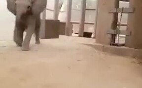 The Cutest Baby Elephant On The Internet! - Animals - VIDEOTIME.COM