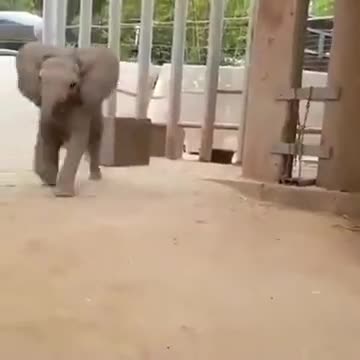 The Cutest Baby Elephant On The Internet!