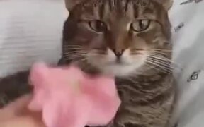 When You Try To Play Your Cat! - Animals - VIDEOTIME.COM