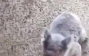 Cute Little Koala Climbs On A Person - Animals - VIDEOTIME.COM