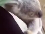 Cute Little Koala Climbs On A Person