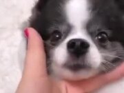 Cute Little Dog Playing!