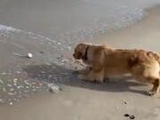 Dog Trying To Retrieve It's Ball From The Waves