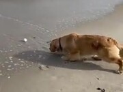 Dog Trying To Retrieve It's Ball From The Waves