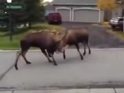 "Maa, There Is Some Moose Or Buffalo!"