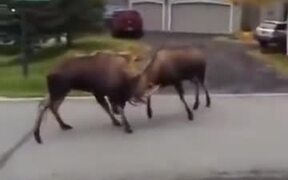 "Maa, There Is Some Moose Or Buffalo!" - Animals - VIDEOTIME.COM