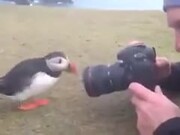 Puffins Are Really Into Socializing