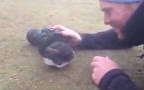 Puffins Are Really Into Socializing - Animals - VIDEOTIME.COM