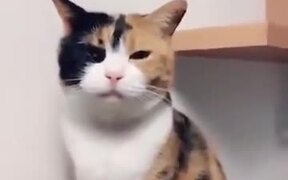The Cutest Cat Ever! - Animals - VIDEOTIME.COM