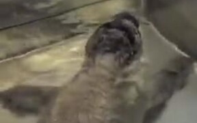 Cute Rescued Baby Seal Takes A Bath! - Animals - VIDEOTIME.COM