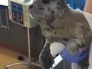 Cute Rescued Baby Seal Takes A Bath!