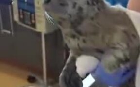 Cute Rescued Baby Seal Takes A Bath! - Animals - VIDEOTIME.COM