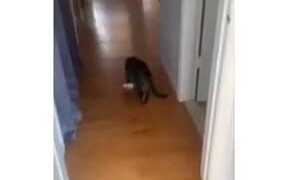 Stupid Cat Walking Around In A Huge Slipper - Animals - VIDEOTIME.COM