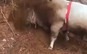 Is This An Actual "Bulldozer"? - Animals - VIDEOTIME.COM