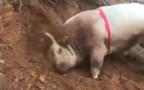 Is This An Actual "Bulldozer"? - Animals - VIDEOTIME.COM