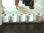 Toilet Paper Rolls, A Laser And A Cat