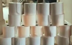 Toilet Paper Rolls, A Laser And A Cat - Animals - VIDEOTIME.COM