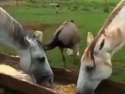 Horse Doesn't Like Sharing A Food With An Ostrich