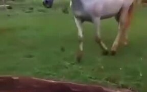 Horse Doesn't Like Sharing A Food With An Ostrich - Animals - VIDEOTIME.COM