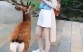 These Deer Are Literally Mugging This Woman - Animals - VIDEOTIME.COM