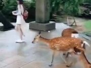 These Deer Are Literally Mugging This Woman