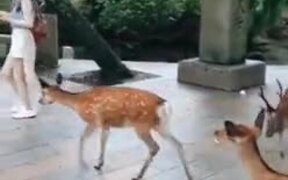 These Deer Are Literally Mugging This Woman - Animals - VIDEOTIME.COM