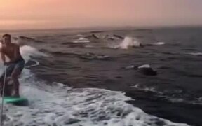 Surfer And A Pod Of Dolphins Swim Together! - Fun - VIDEOTIME.COM