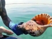Huge Hermit Crab Goes Back Into It's Shell