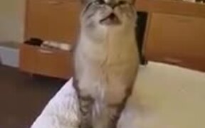 Here Is A Cat Sneezing - Animals - VIDEOTIME.COM