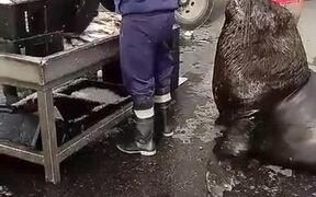 Sea Lion Patiently Waits For His Cut Of Fish - Animals - VIDEOTIME.COM