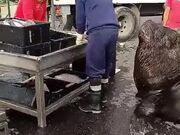Sea Lion Patiently Waits For His Cut Of Fish