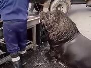 Sea Lion Patiently Waits For His Cut Of Fish