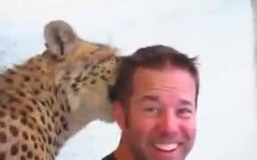 Cheetah Licks A Guy's Hair!