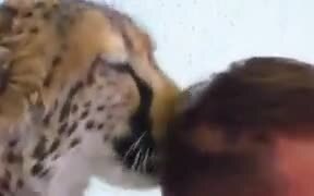 Cheetah Licks A Guy's Hair! - Animals - VIDEOTIME.COM