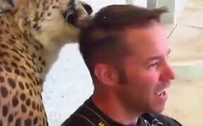 Cheetah Licks A Guy's Hair! - Animals - VIDEOTIME.COM