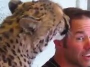 Cheetah Licks A Guy's Hair!