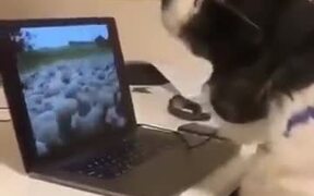 Even This Doggo Is Working From Home! - Animals - VIDEOTIME.COM