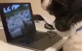 Even This Doggo Is Working From Home! - Animals - VIDEOTIME.COM