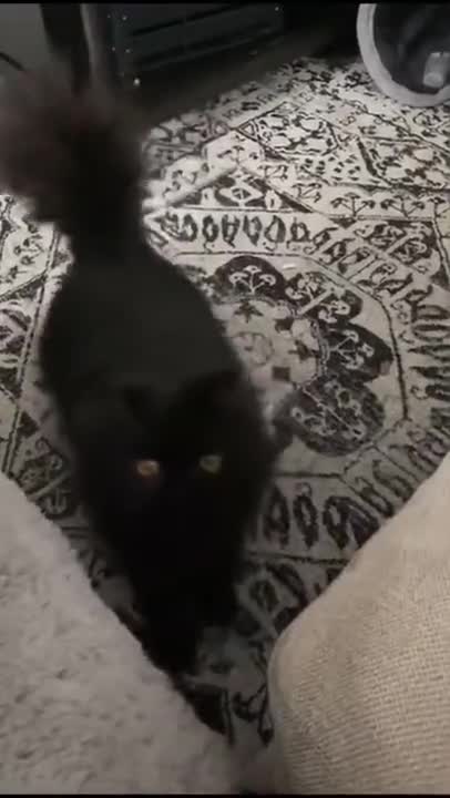 Happy Little Kitty Does The Tippy Taps!
