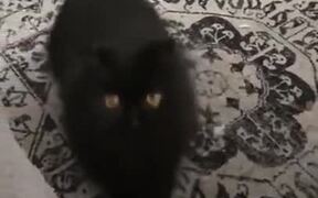 Happy Little Kitty Does The Tippy Taps! - Animals - VIDEOTIME.COM