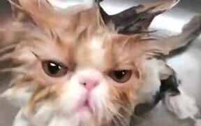 Bathing Cats Are The Funniest! - Animals - VIDEOTIME.COM