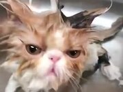 Bathing Cats Are The Funniest!