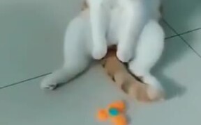 This Cat Is Definitely Feeling The Boredom - Animals - VIDEOTIME.COM