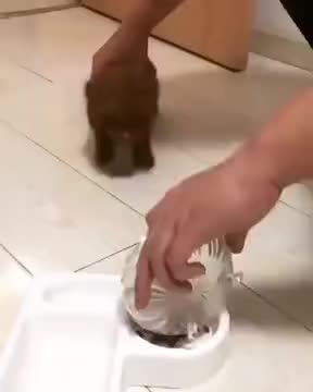 Cute Little Puppy Can't Wait To Eat!